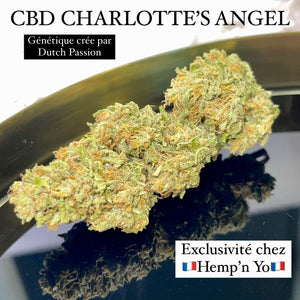 CBD CHARLOTTE’S ANGEL par Dutch Passion cultivée en France par Hemp’n Yo en exclusivité chez SWEET CBD FRANCE.