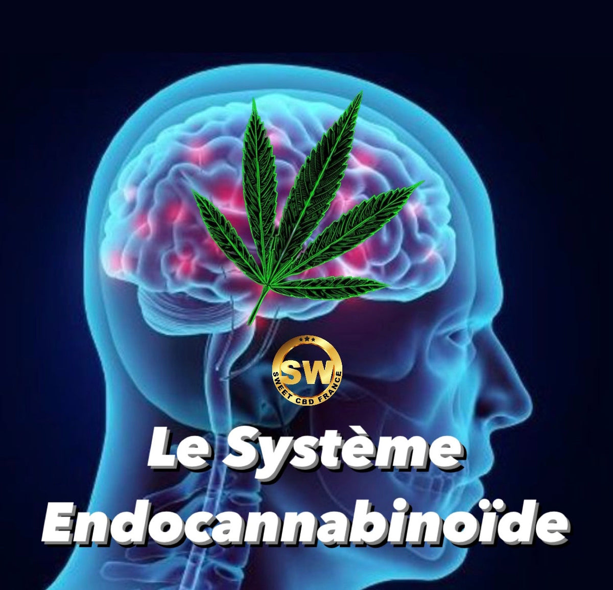 Tout savoir sur le système endocannabinoïde du corps humain