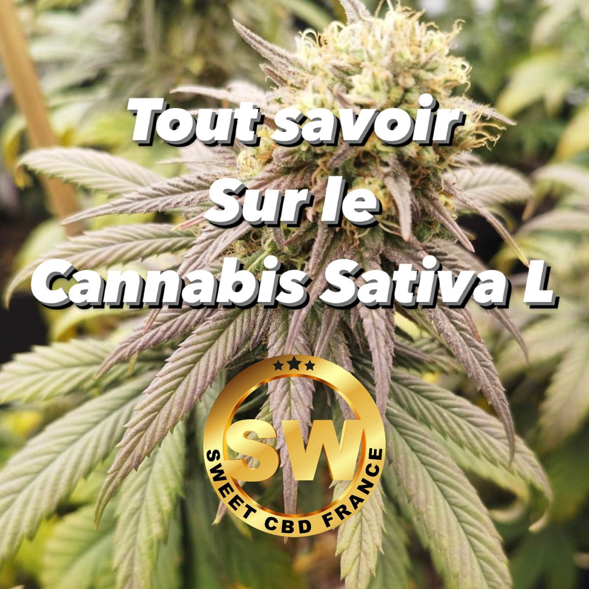 Qu’est-ce que le CBD ? | Tout savoir sur le CBD | L'histoire du Cannabis Sativa L