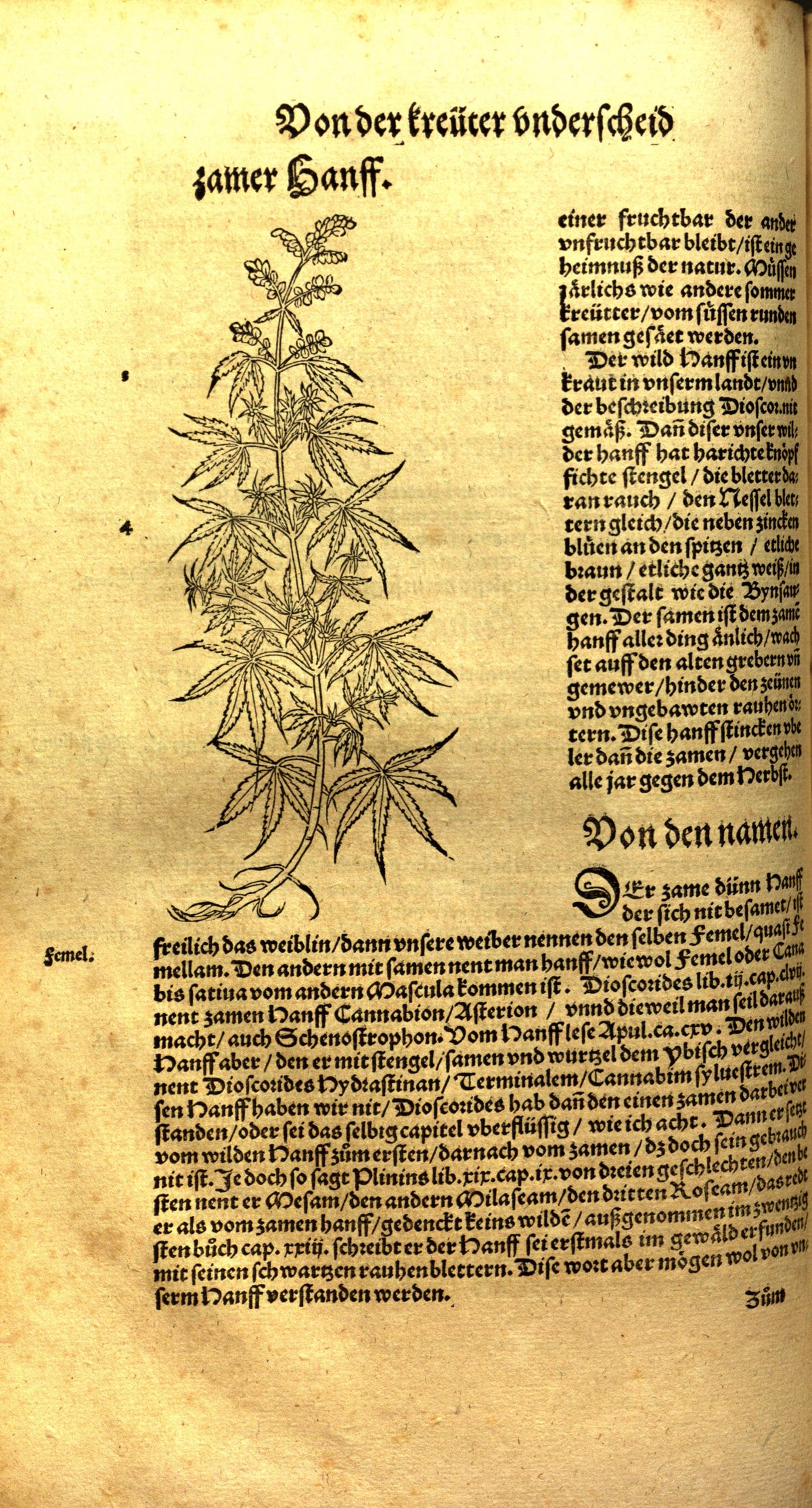 Kreutterbuch (Hieronymus Bock, Strasbourg, XVIᵉ siècle)