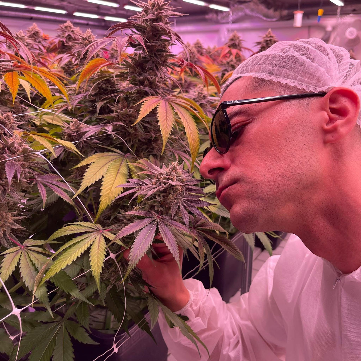 Mister Sweet | Créateur de Sweet CBD France, Inventeur du Sweet Curing™ & de l’Échelle Sensorielle™ du Cannabis