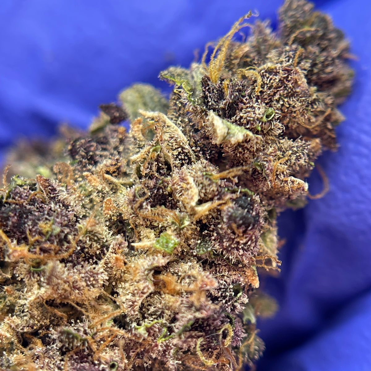 DONATELLO, fleurs CBD — fleurs présentées en gros plan