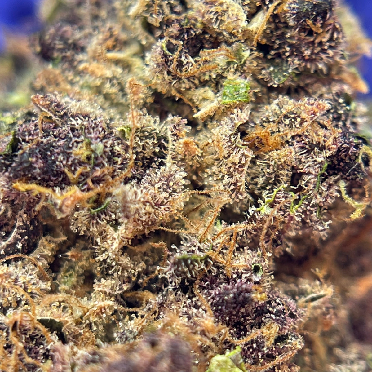 DONATELLO, fleurs CBD — détail des fleurs et des trichomes