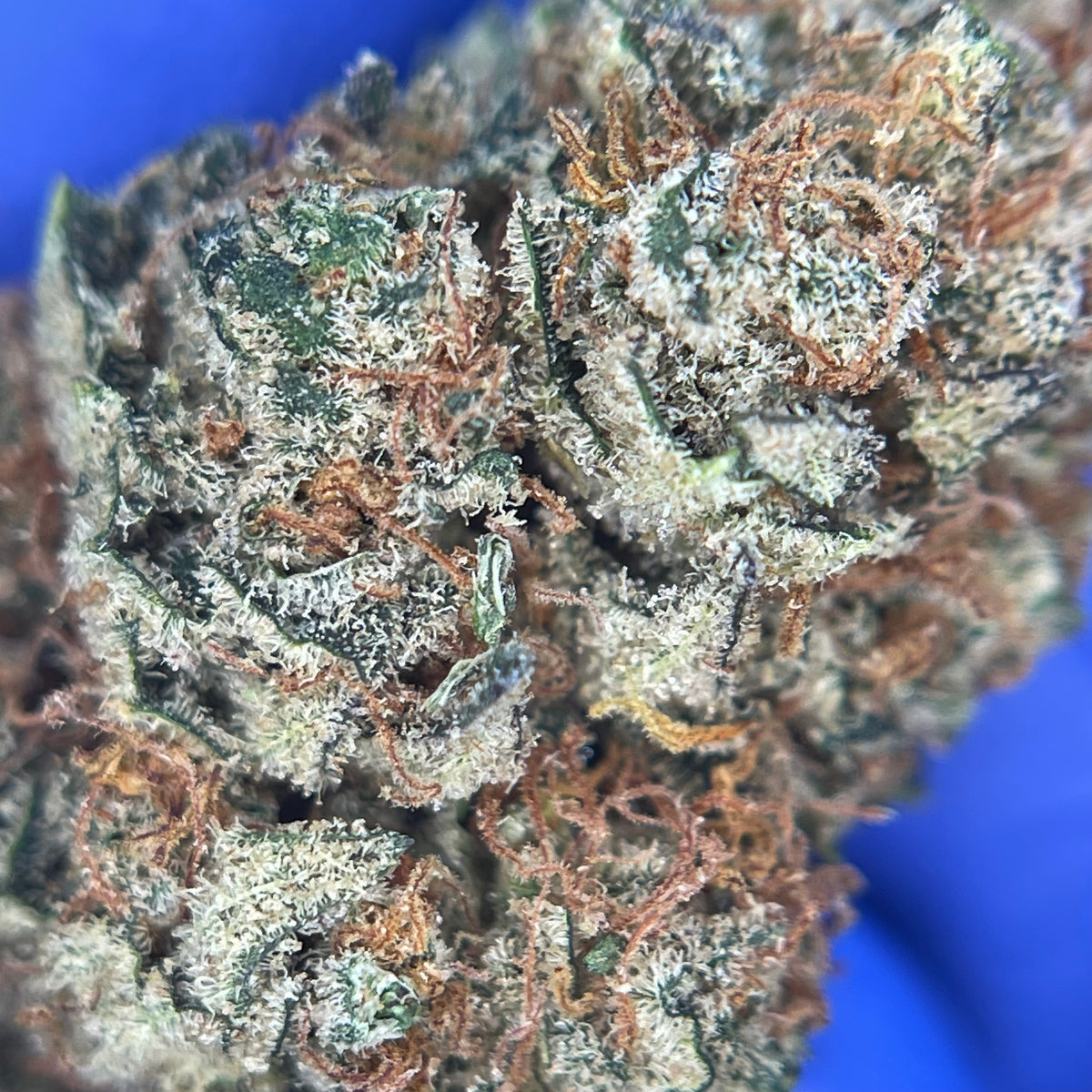 LEMON GRACE, fleurs CBD — fleurs présentées en gros plan
