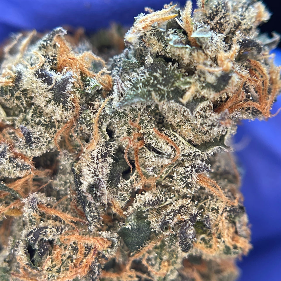 BLACK BERZERKER | Indoor Living Soil Française Premium | Original Growing