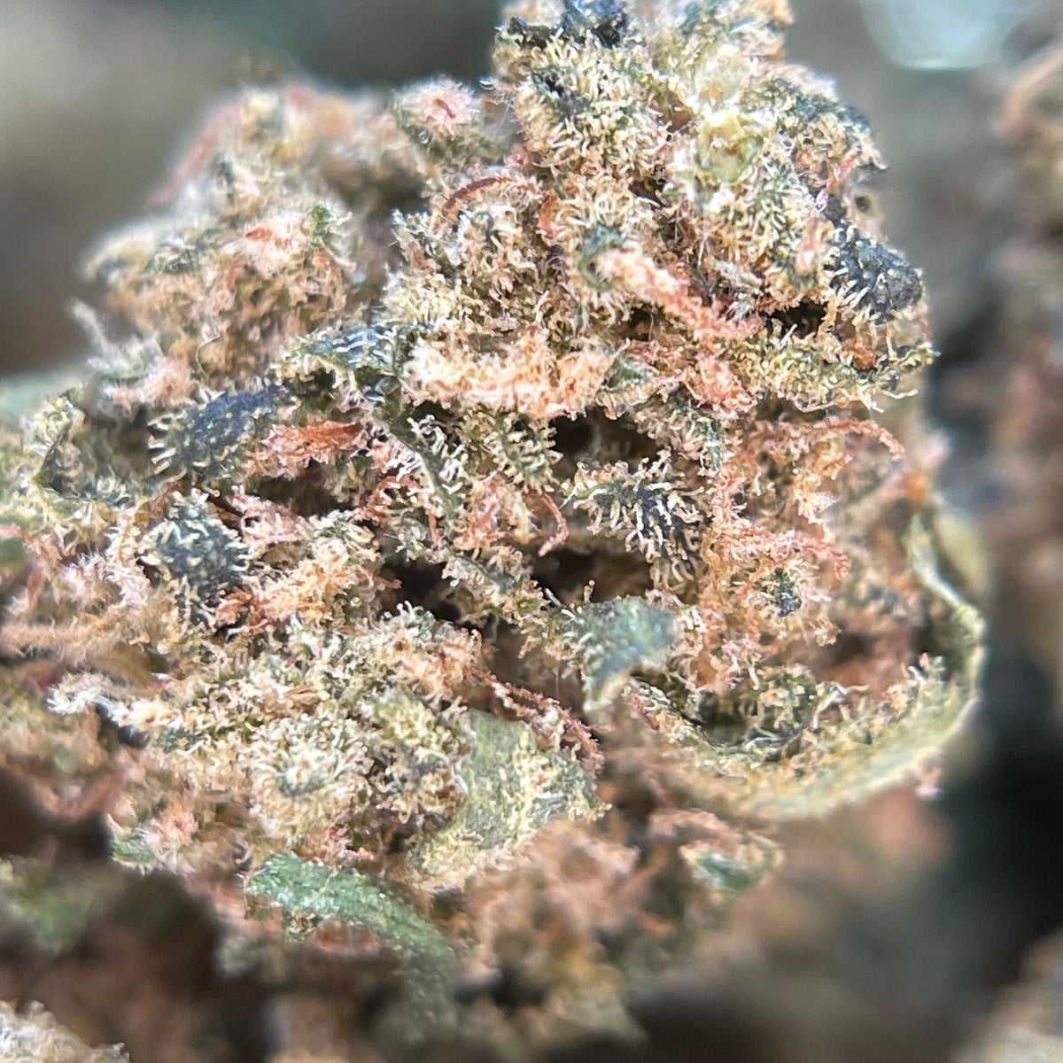 GUAVA PARK, fleurs CBD — autre vue des fleurs