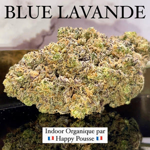 BLUE LAVANDE | HIGH GRADE CBD | Cultivée en Indoor Organique par “Happy Pousse”