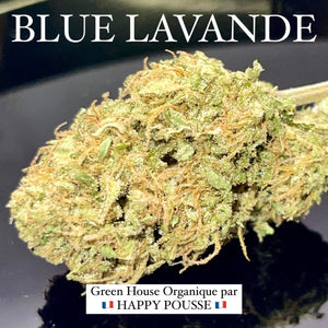 BLUE LAVANDE | HIGH GRADE CBD | Cultivée en Green House Organique par “Happy Pousse”