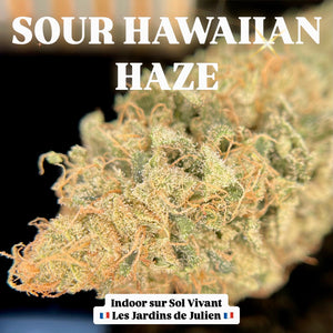 SOUR HAWAIIAN HAZE | HIGH GRADE CBD | Cultivée en Indoor sur sol vivant par "Les Jardins de Julien CBD"