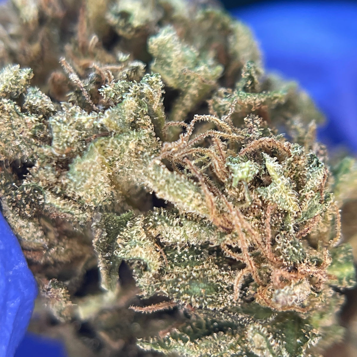 SAUCIÈRE, fleurs CBD — détail de la structure des fleurs