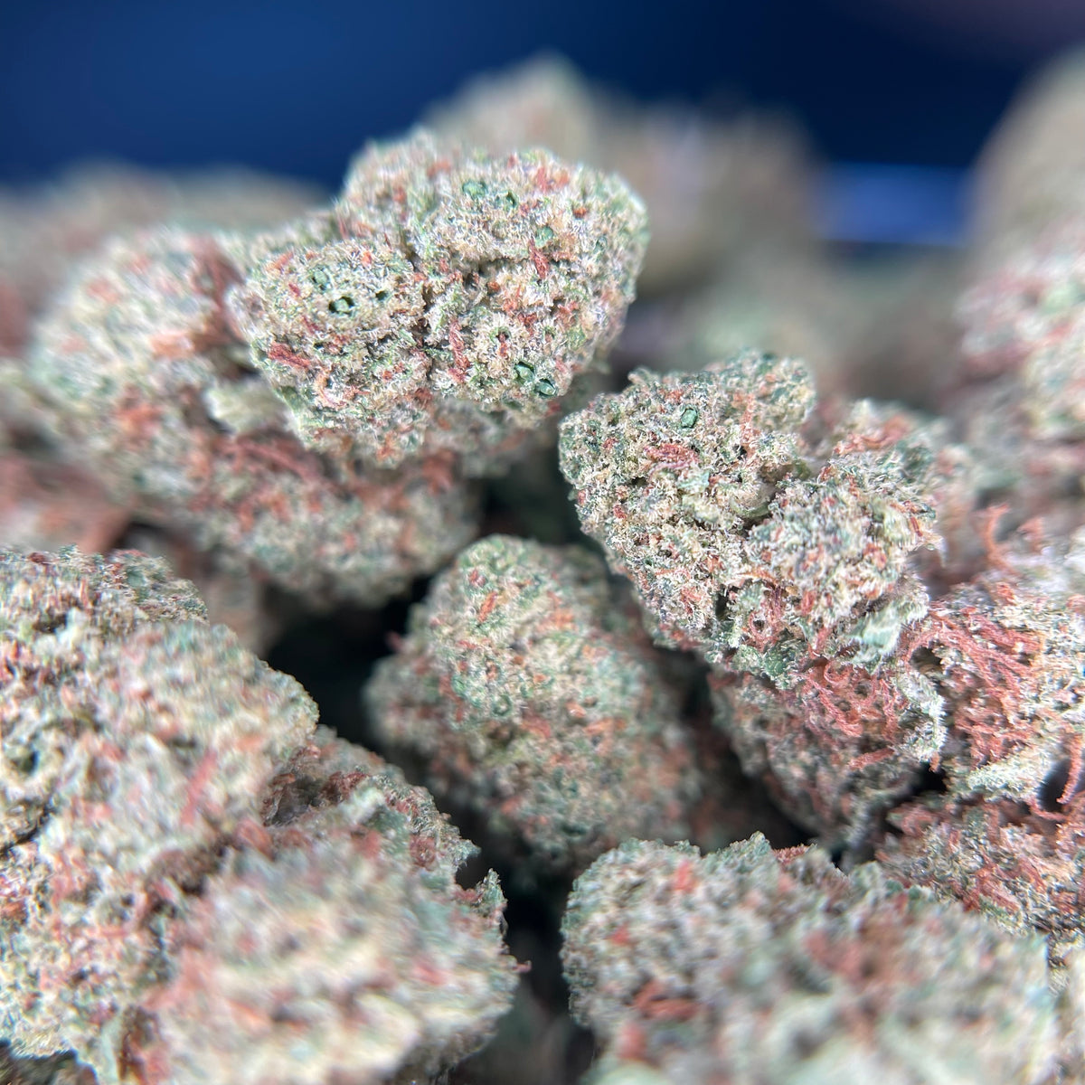 CHERRY PEACH, fleurs CBD — détail des fleurs et des trichomes
