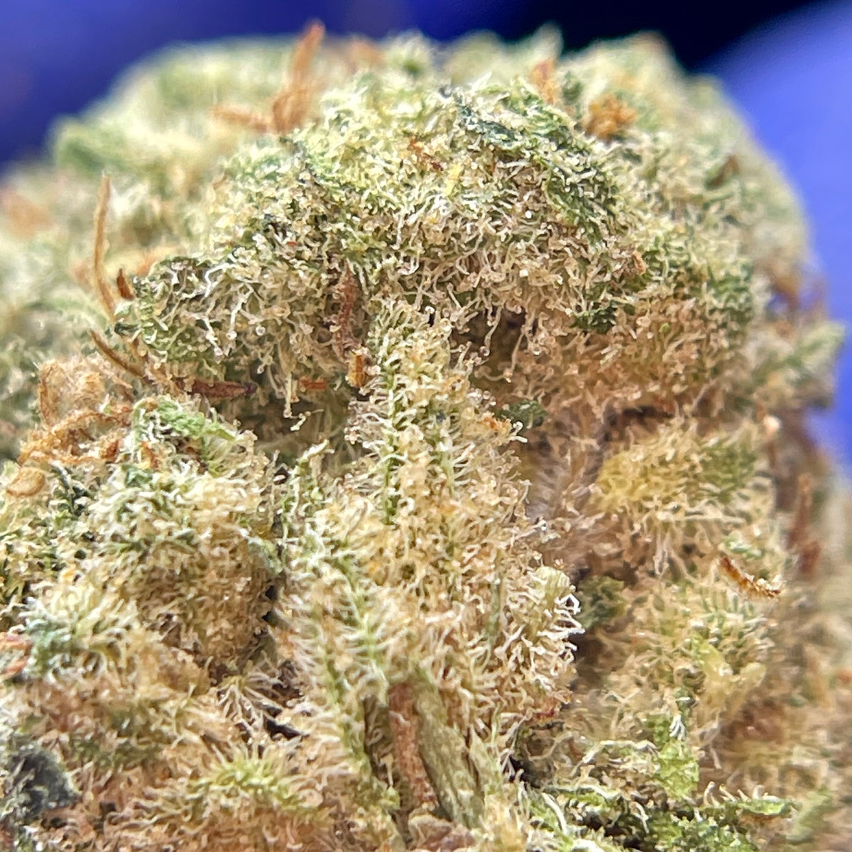 AMNESIA LEMON, fleurs CBD — détail des fleurs et des trichomes