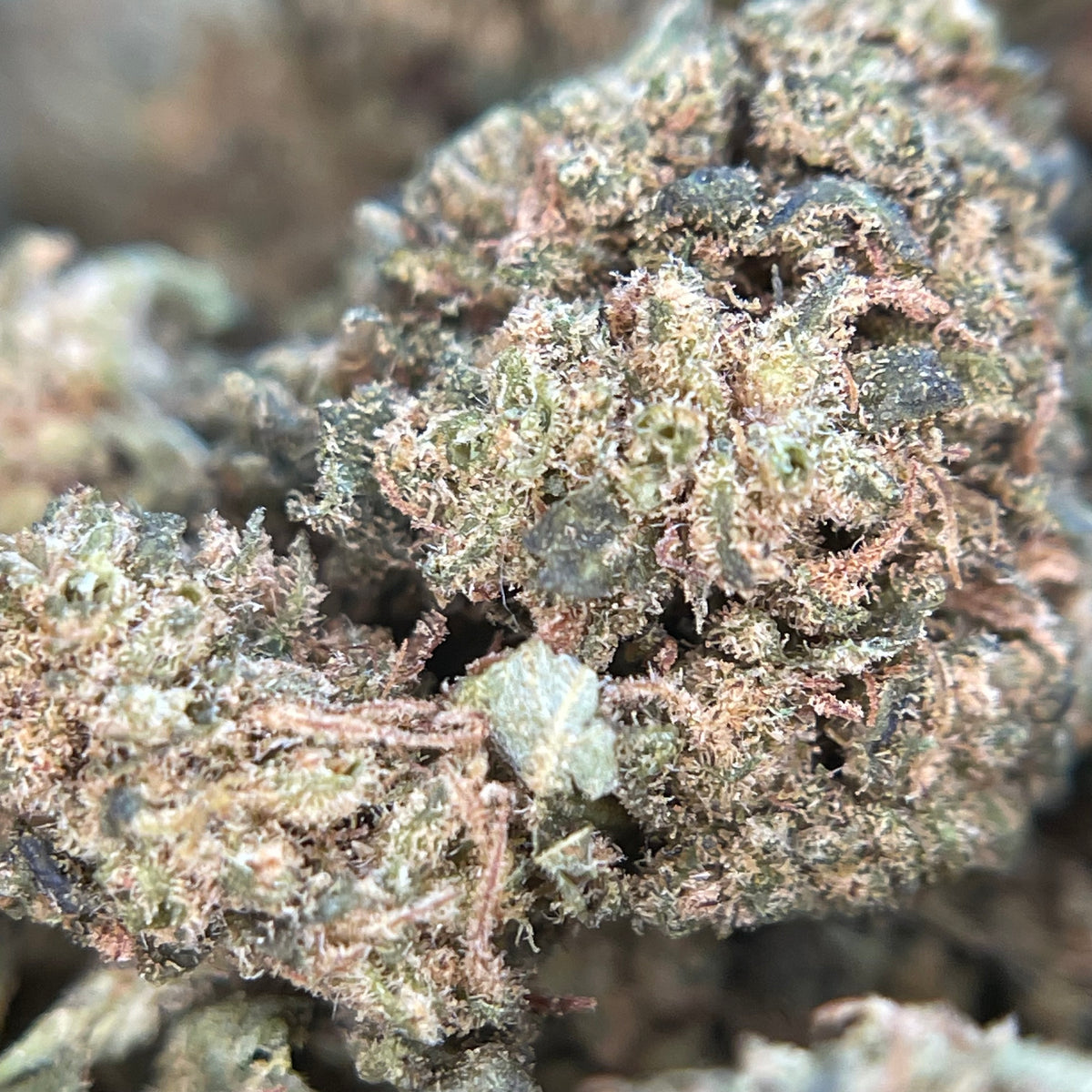 GUAVA PARK, fleurs CBD — détail de la structure des fleurs