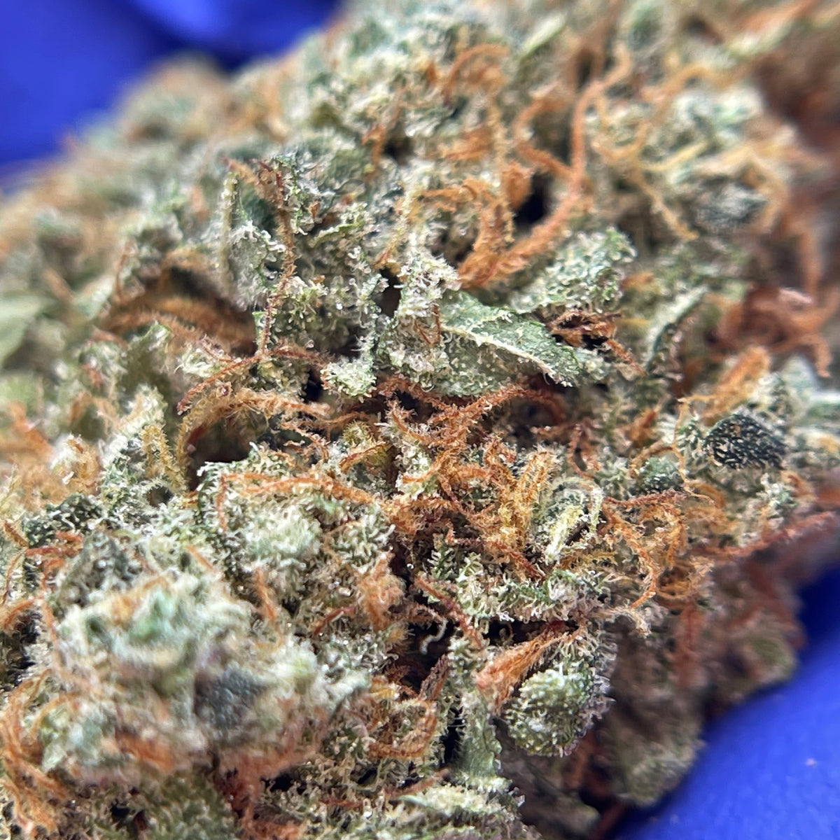 CAPTAIN CRUNCH, fleurs CBD — détail des fleurs et des trichomes