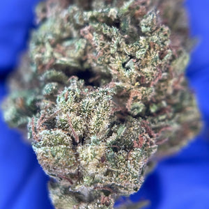 ZOMBIE KUSH | Baby Buds | Culture sur sol vivant par “L'herbe Enchantée"