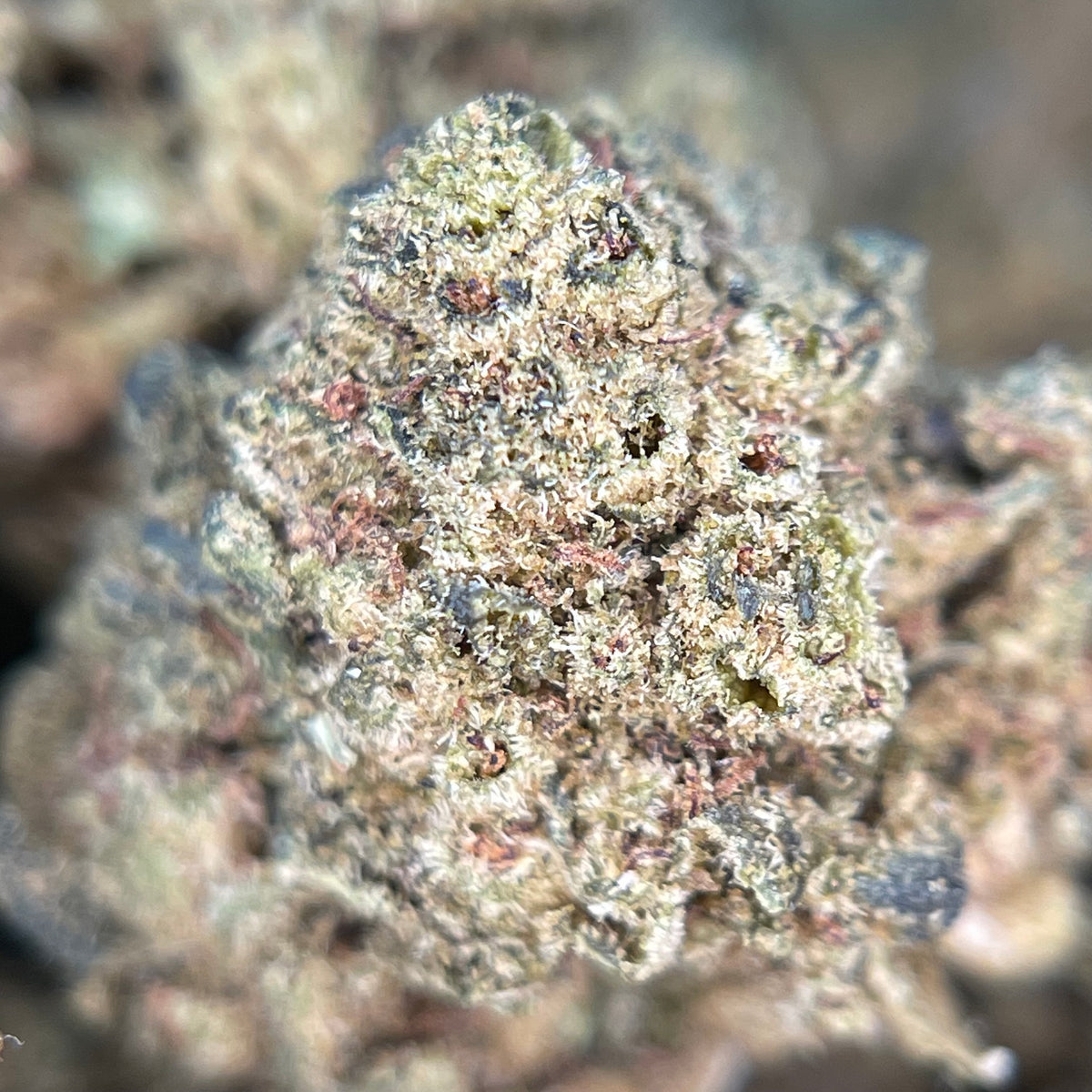 GAZ CAN, fleurs CBD — détail des fleurs et des trichomes