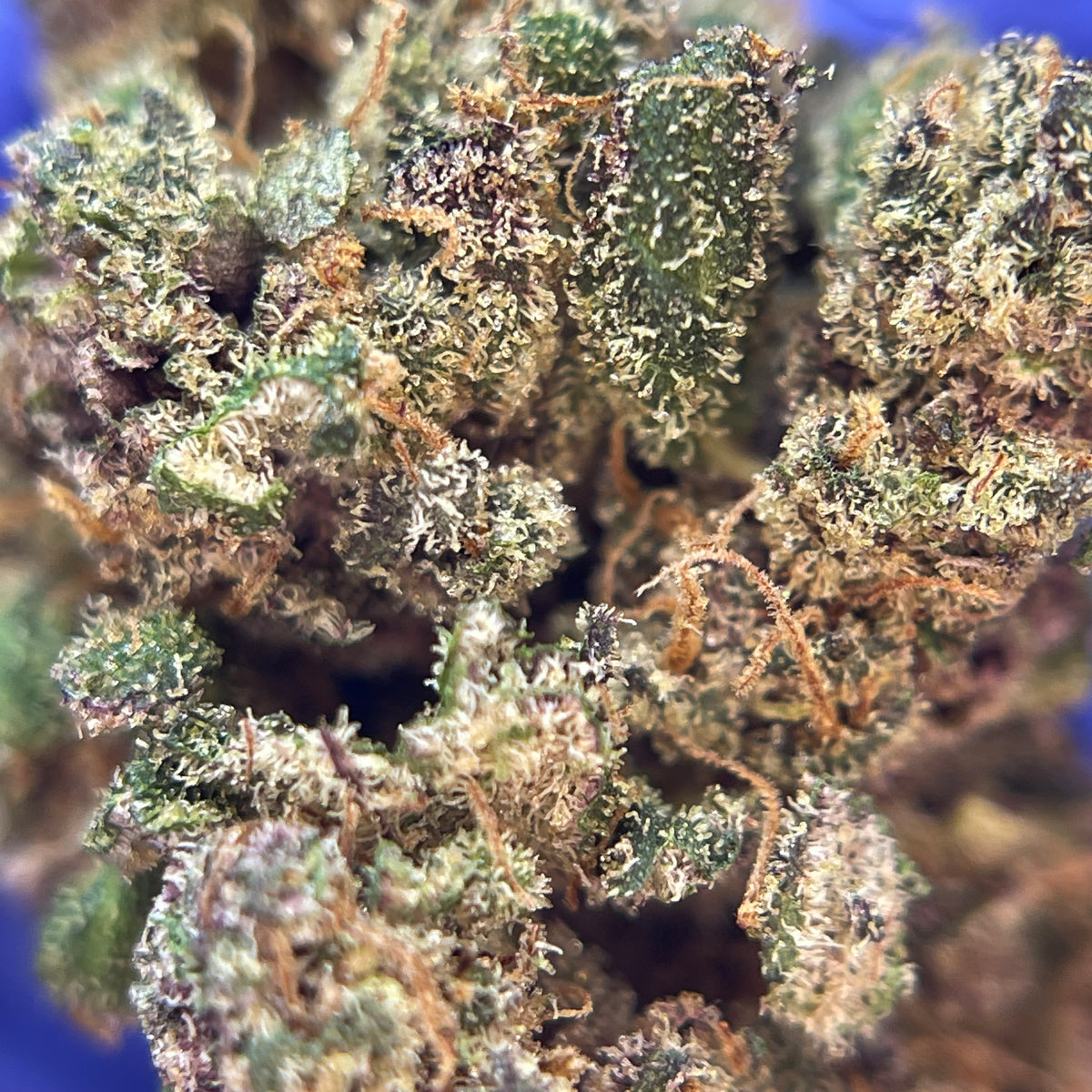THRICO TAGADA, fleurs CBD — détail des fleurs et des trichomes