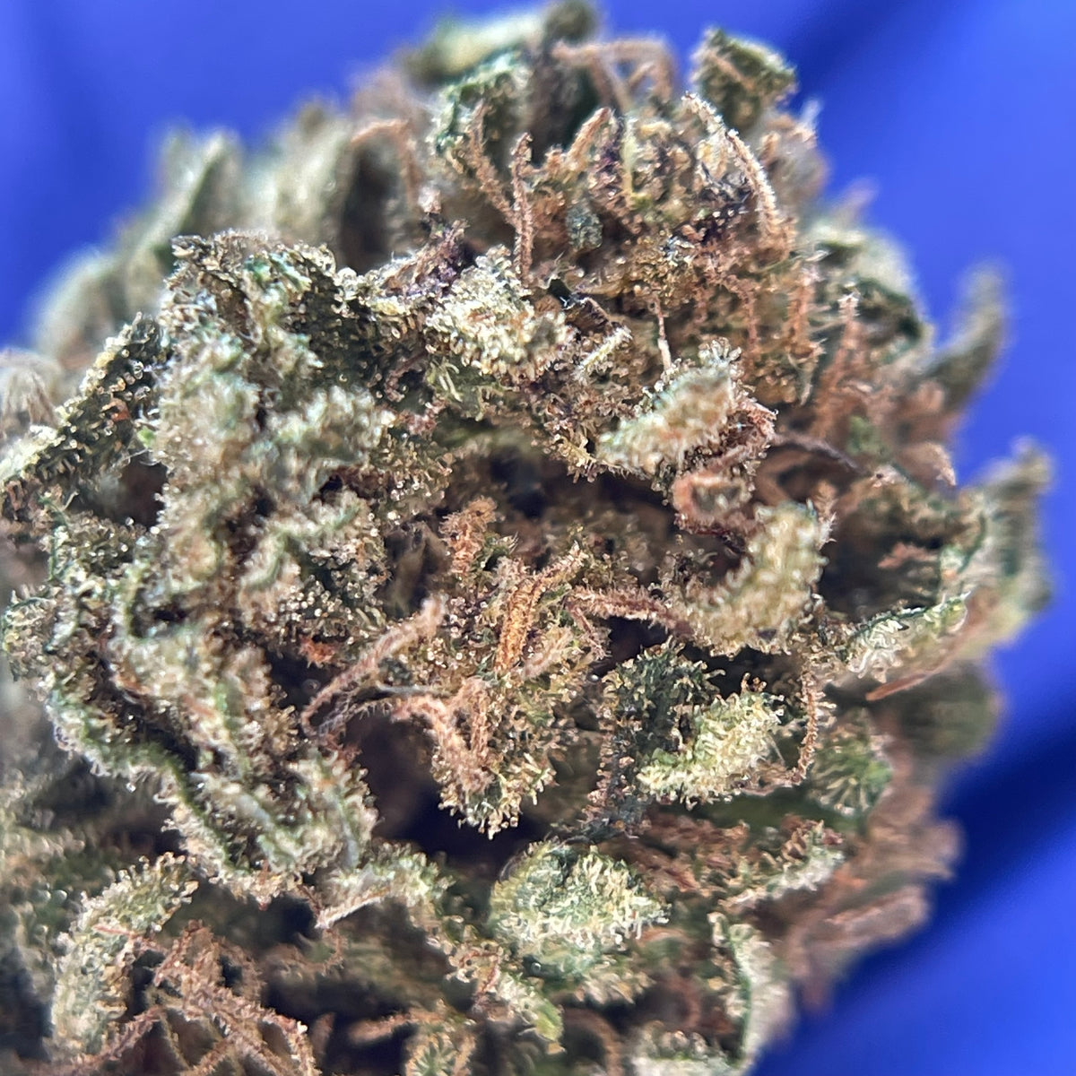 SAUCIÈRE, fleurs CBD — autre vue des fleurs