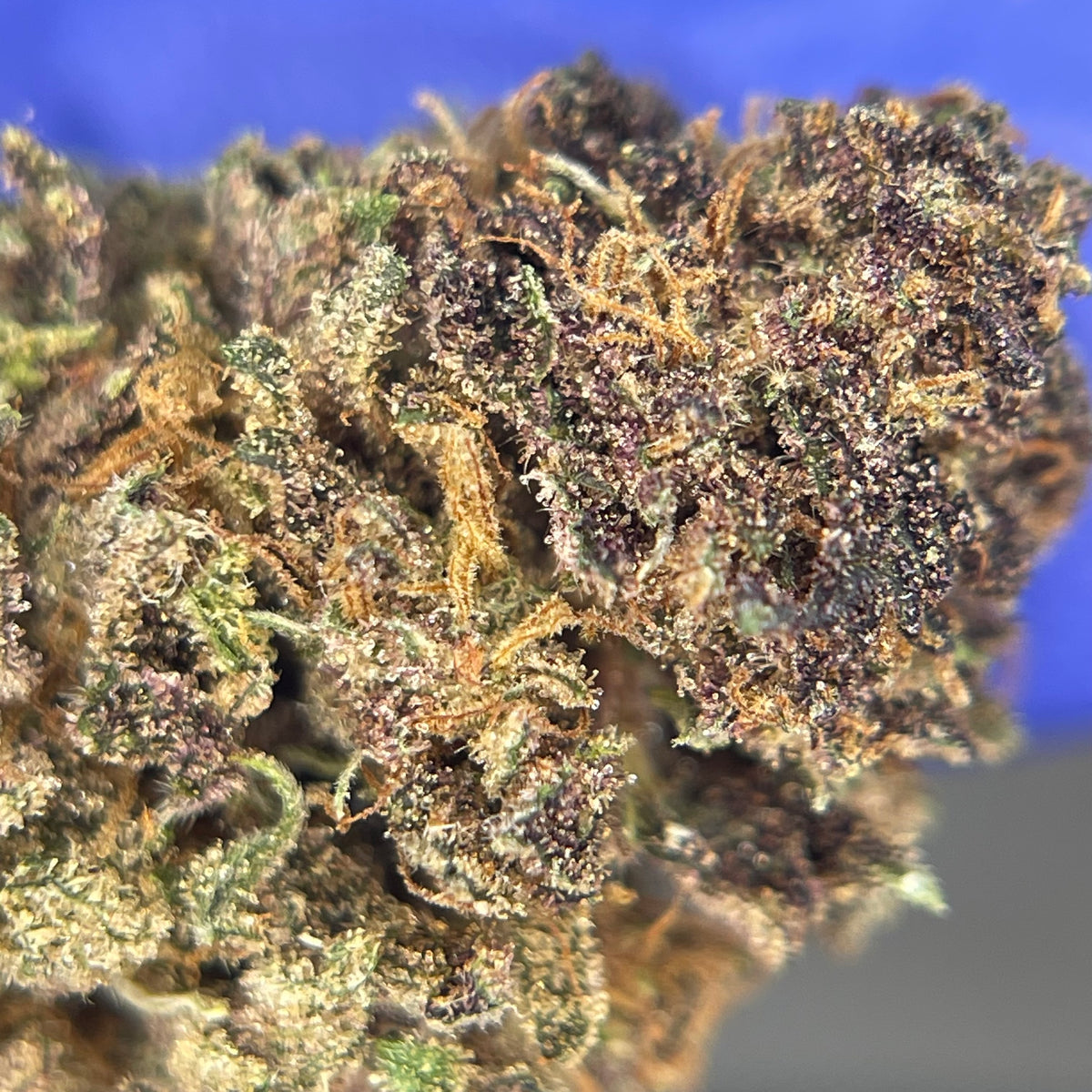 STRAWBERRY DONUT, fleurs CBD — fleurs présentées en gros plan