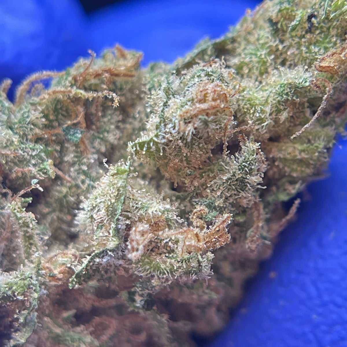 CANNAQUEEN, fleurs CBD — fleurs présentées en gros plan