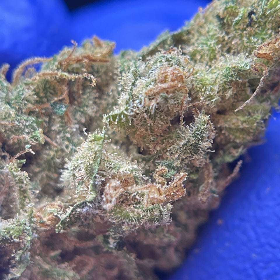 CANNAQUEEN | Fleur High Grade CBD |Culture Indoor Suisse