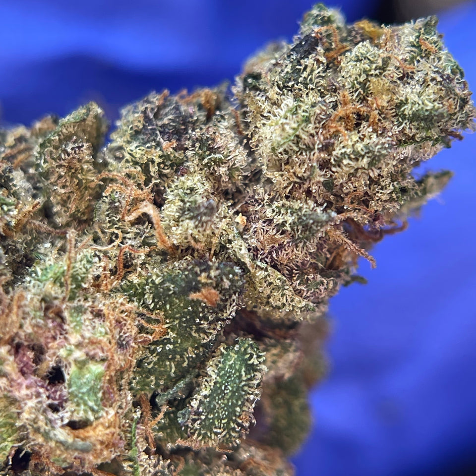 THRICO TAGADA | Indoor Living Soil Française Premium | Original Growing