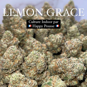 LEMON GRACE | HIGH GRADE CBD | Cultivée en Indoor Organique par “Happy Pousse”