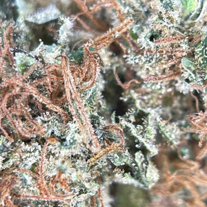 LEMON SOUFFLE | HIGH GRADE CBD | Cultivée en Indoor Organique par “Happy Pousse”