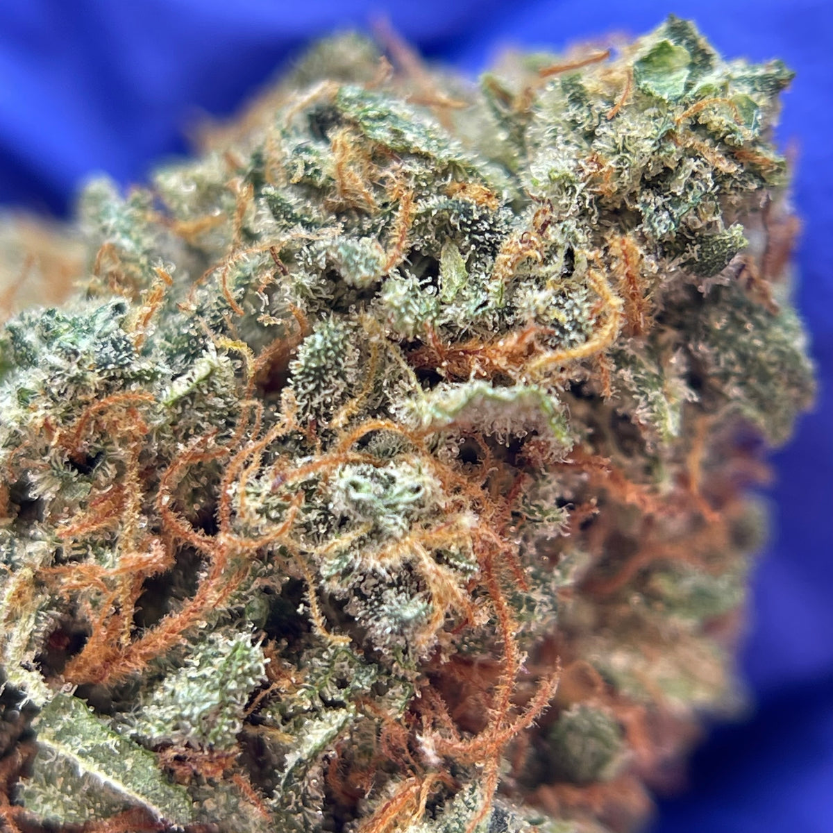 CAPTAIN CRUNCH, fleurs CBD — fleurs présentées en gros plan