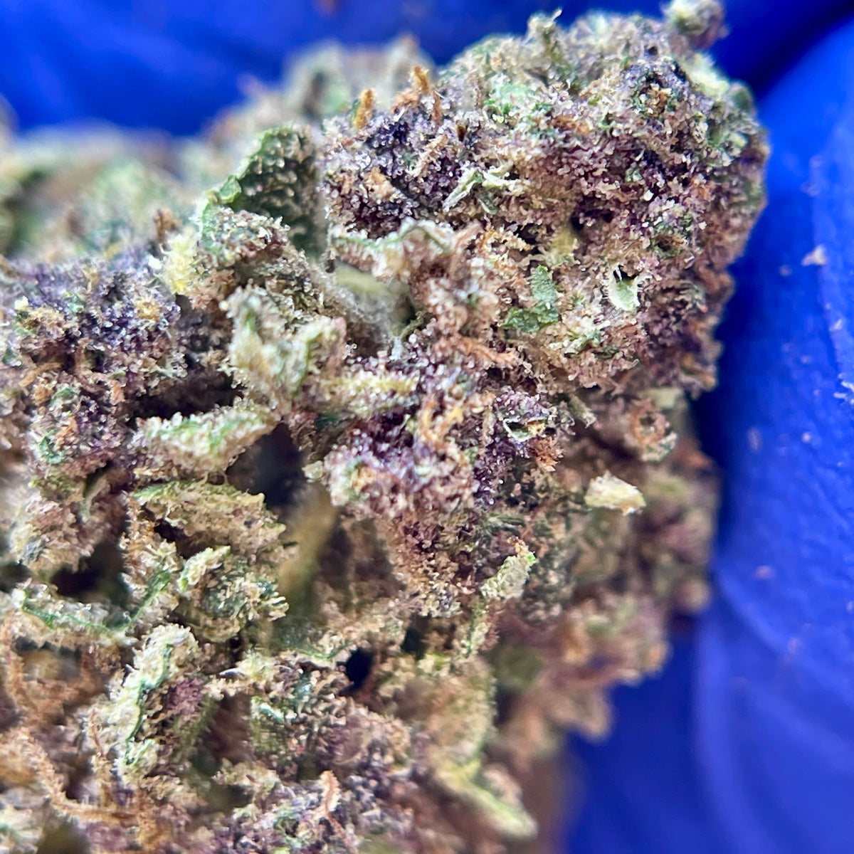 BANANA YAK, fleurs CBD — détail des fleurs et des trichomes