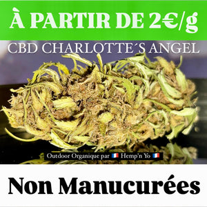 CBD CHARLOTTE'S ANGEL | Dutch Passion | Fleur de chanvre "Outdoor" haute qualité | Exclusivité chez Hemp'n Yo | France