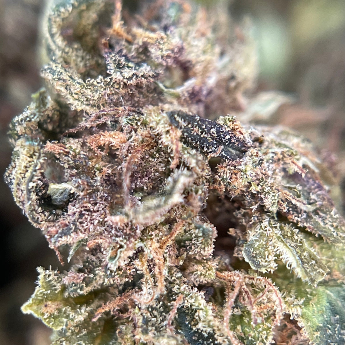 BANANA YAK CBD, fleurs CBD — autre vue des fleurs