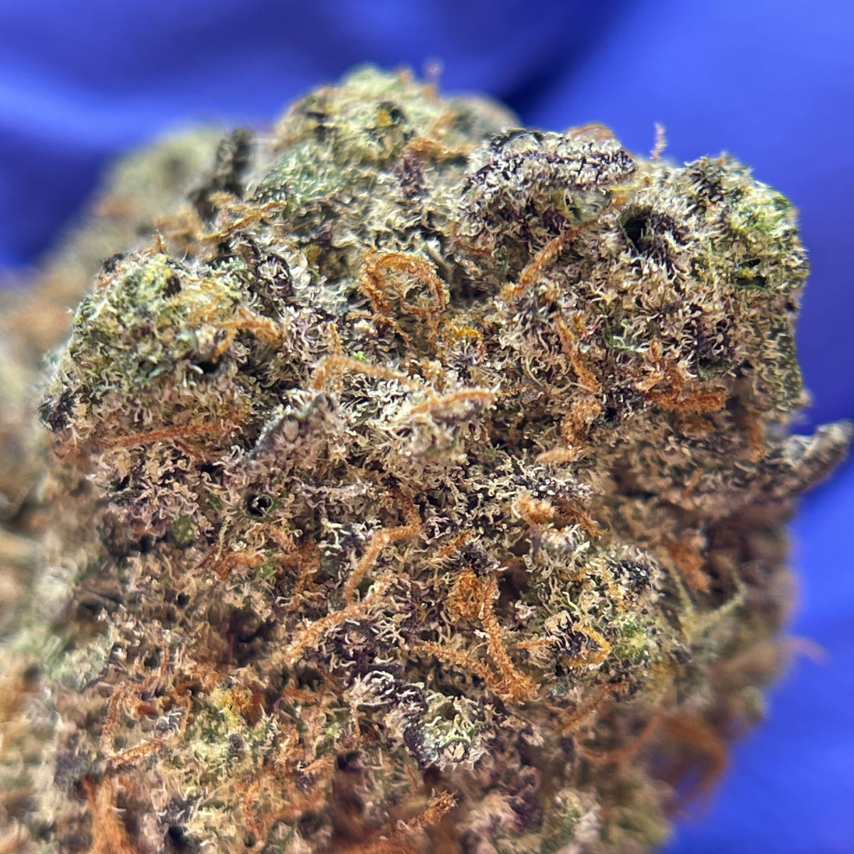 SOUR APPLE GRANITA, fleurs CBD — détail de la structure des fleurs