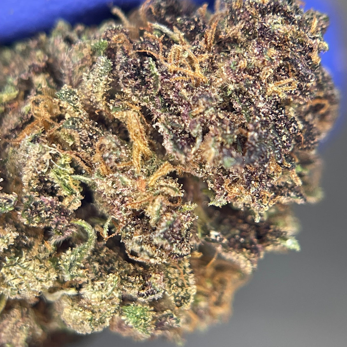 STRAWBERRY DONUT, fleurs CBD — détail des fleurs et des trichomes