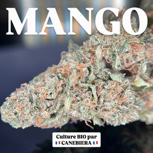 MANGO | HIGH GRADE CBD | Cultivée en Green House BIO par “CANEBIERA”