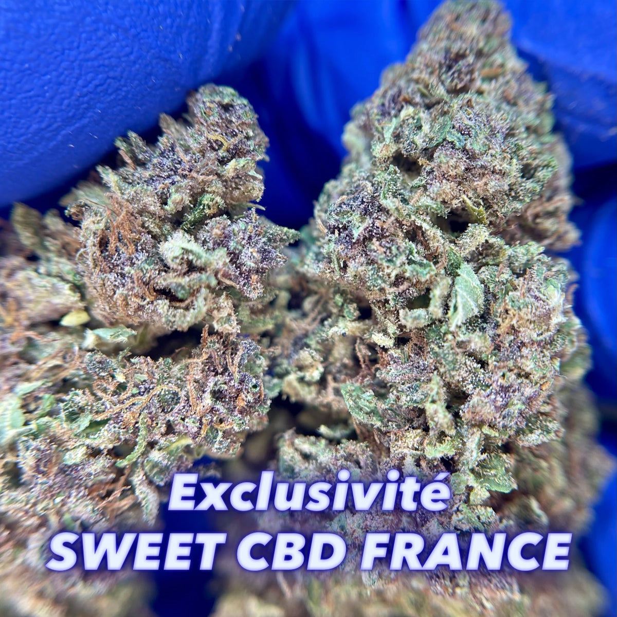 BANANA YAK, fleurs CBD — fleurs présentées en gros plan