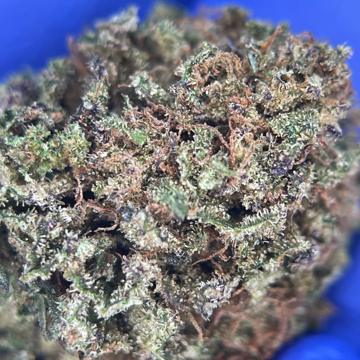 ZAPPLE TART, fleurs CBD — détail des fleurs et des trichomes