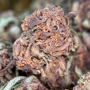 PURPLE RAIN | Culture BIO par "Les Jardins de MAGU"