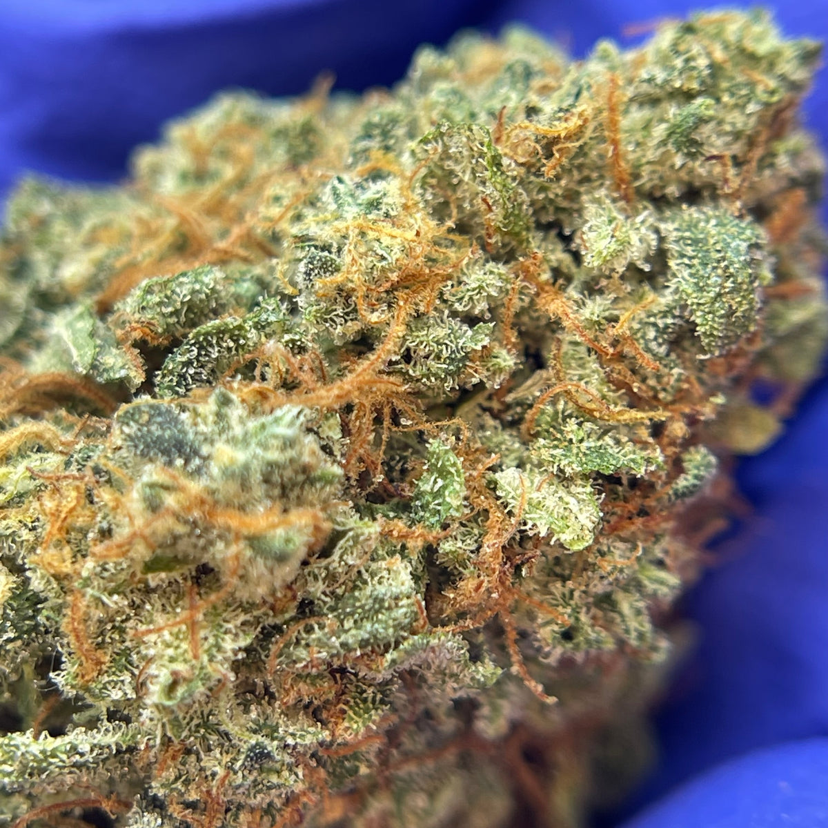 CAPTAIN CRUNCH, fleurs CBD — vue rapprochée des têtes