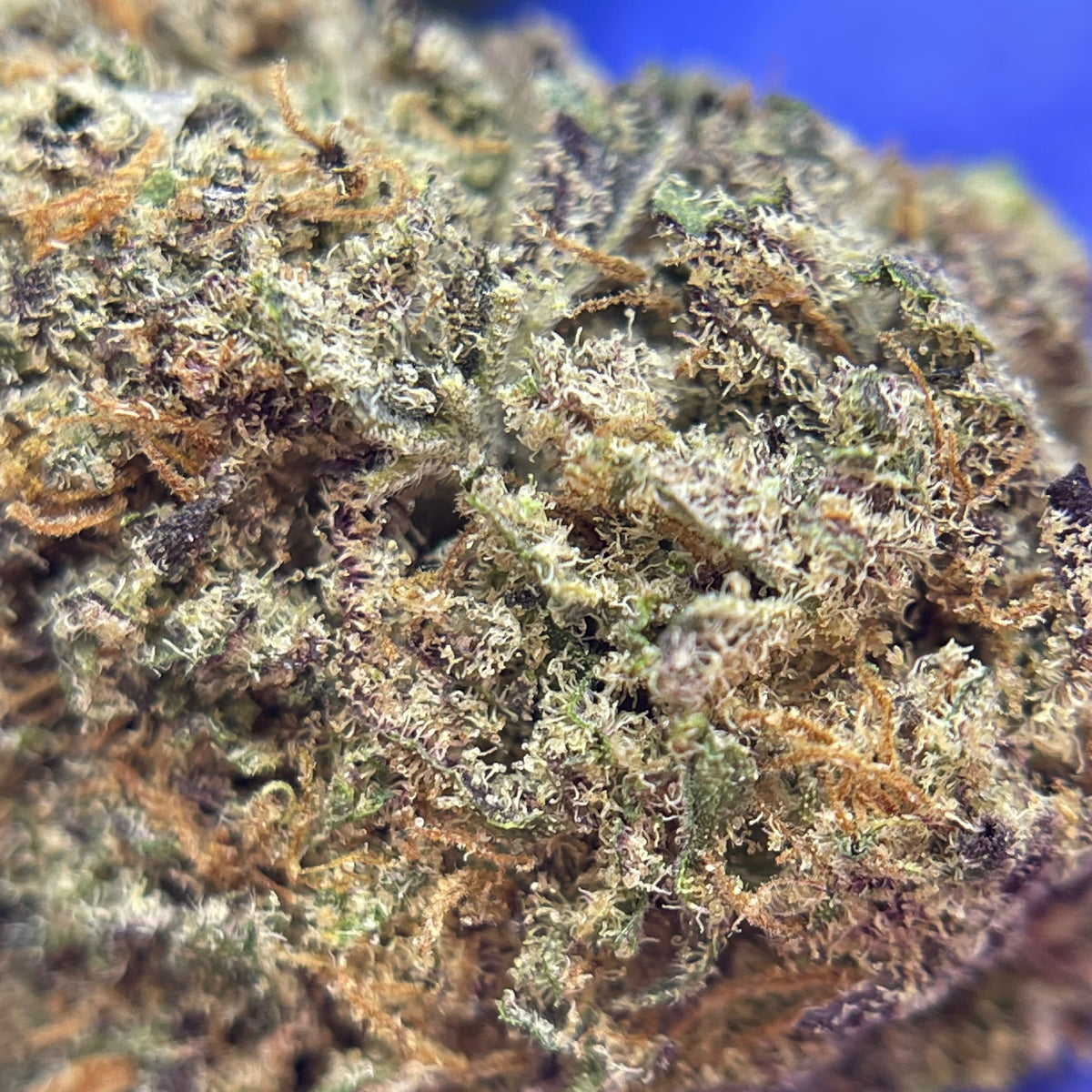 SOUR APPLE GRANITA, fleurs CBD — vue rapprochée des têtes