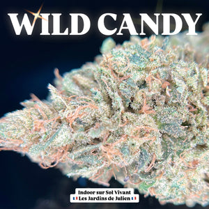WILD CANDY | HIGH GRADE CBD | Cultivée en Indoor sur sol vivant par "Les Jardins de Julien CBD"