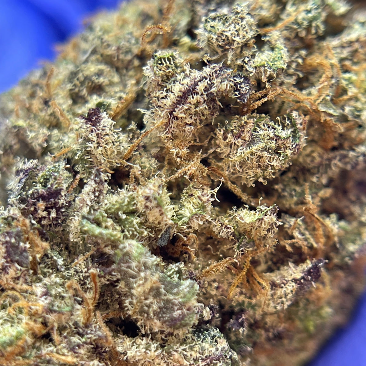SOUR APPLE GRANITA, fleurs CBD — détail des fleurs et des trichomes