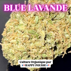 BLUE LAVANDE | HIGH GRADE CBD | Cultivée en Green House Organique par “Happy Pousse