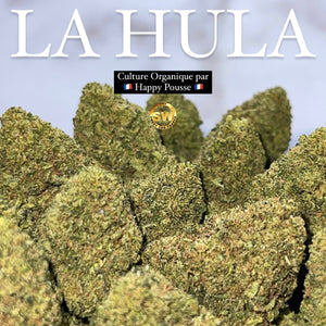 LA HULA | HIGH GRADE CBD | Cultivée en Indoor Organique par “Happy Pousse”