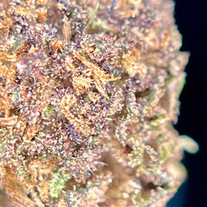 COUNTRY SKUNK | HIGH GRADE CBD | Culture Organique par "ALPINE CALI"