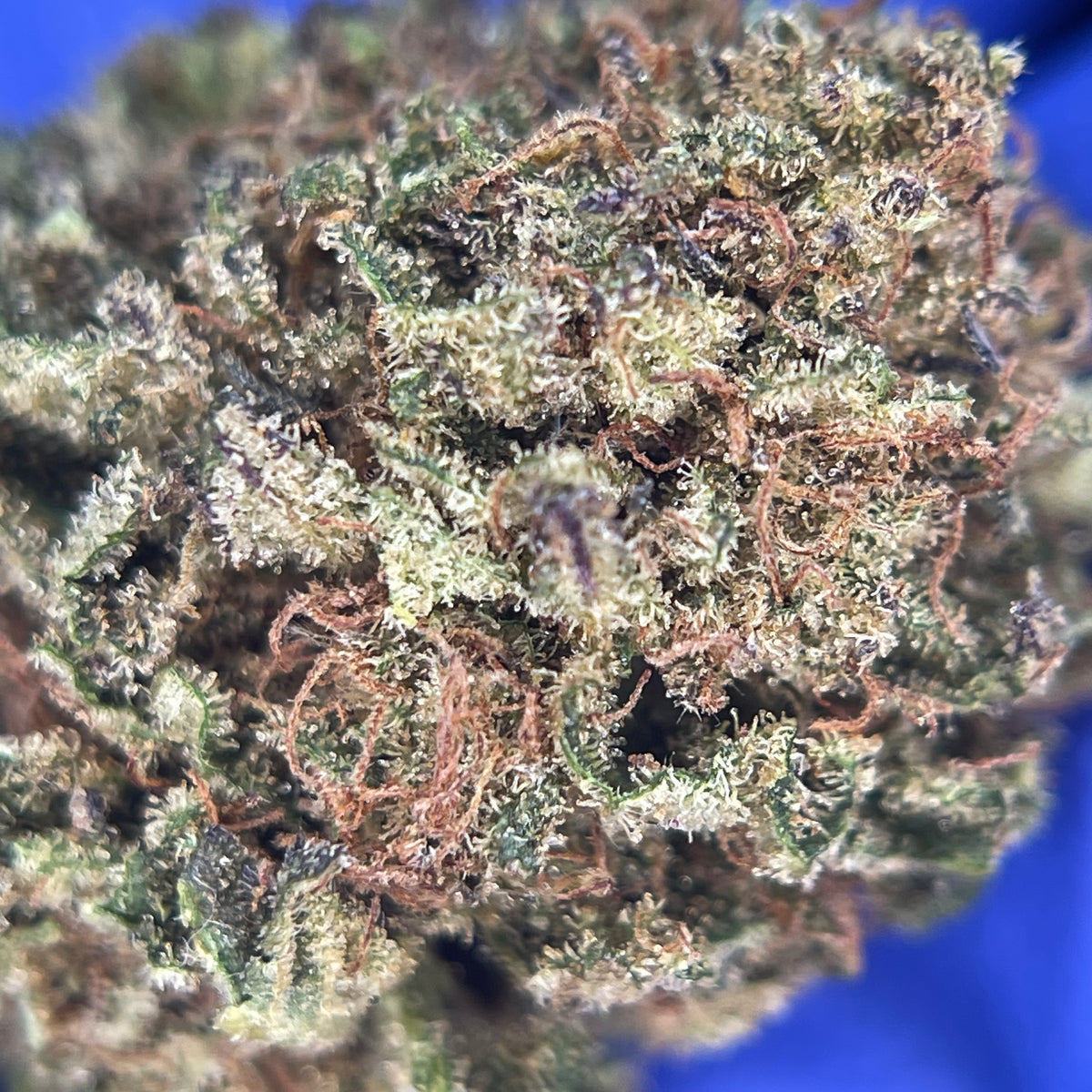 ZAPPLE TART, fleurs CBD — fleurs présentées en gros plan