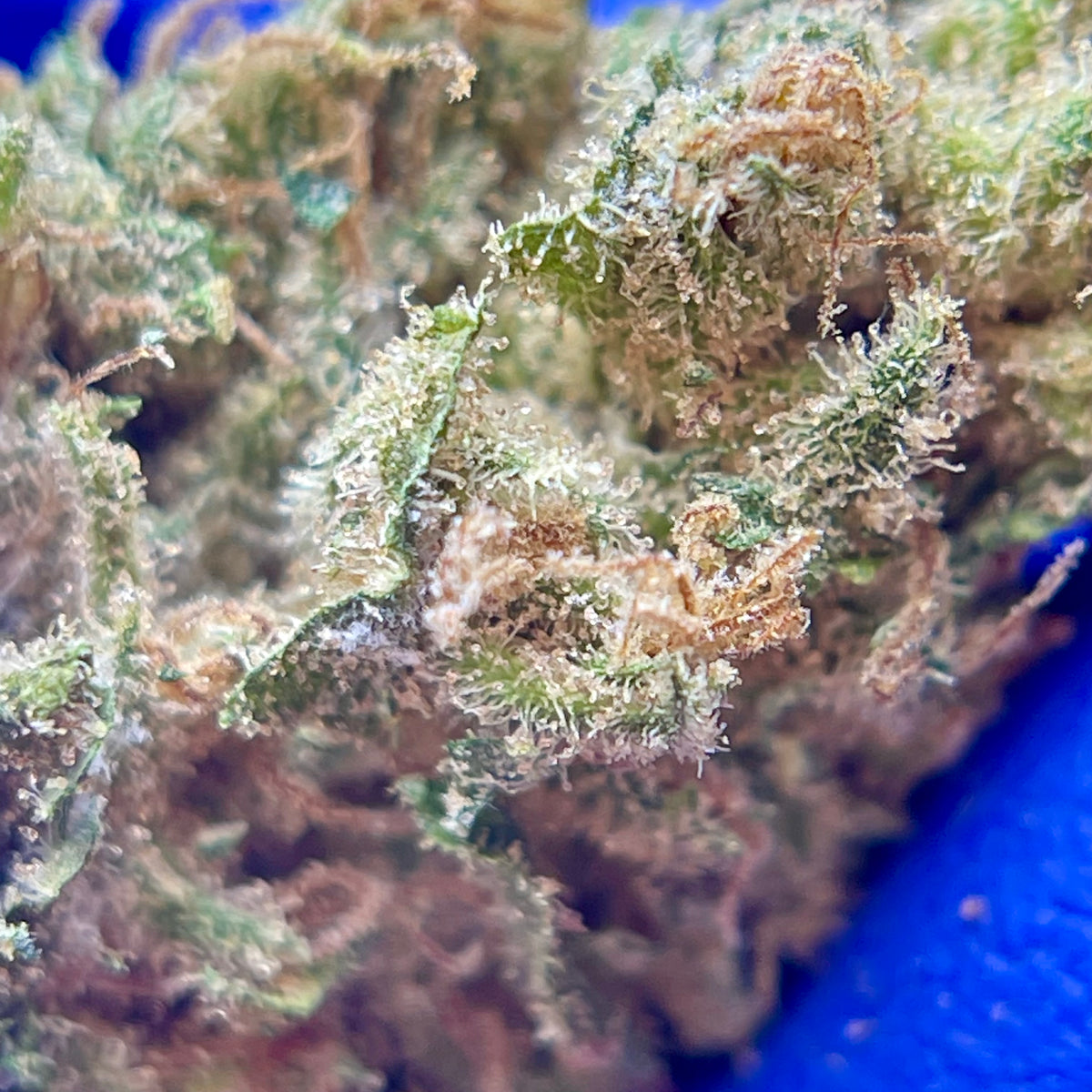 CANNAQUEEN, fleurs CBD — détail des fleurs et des trichomes