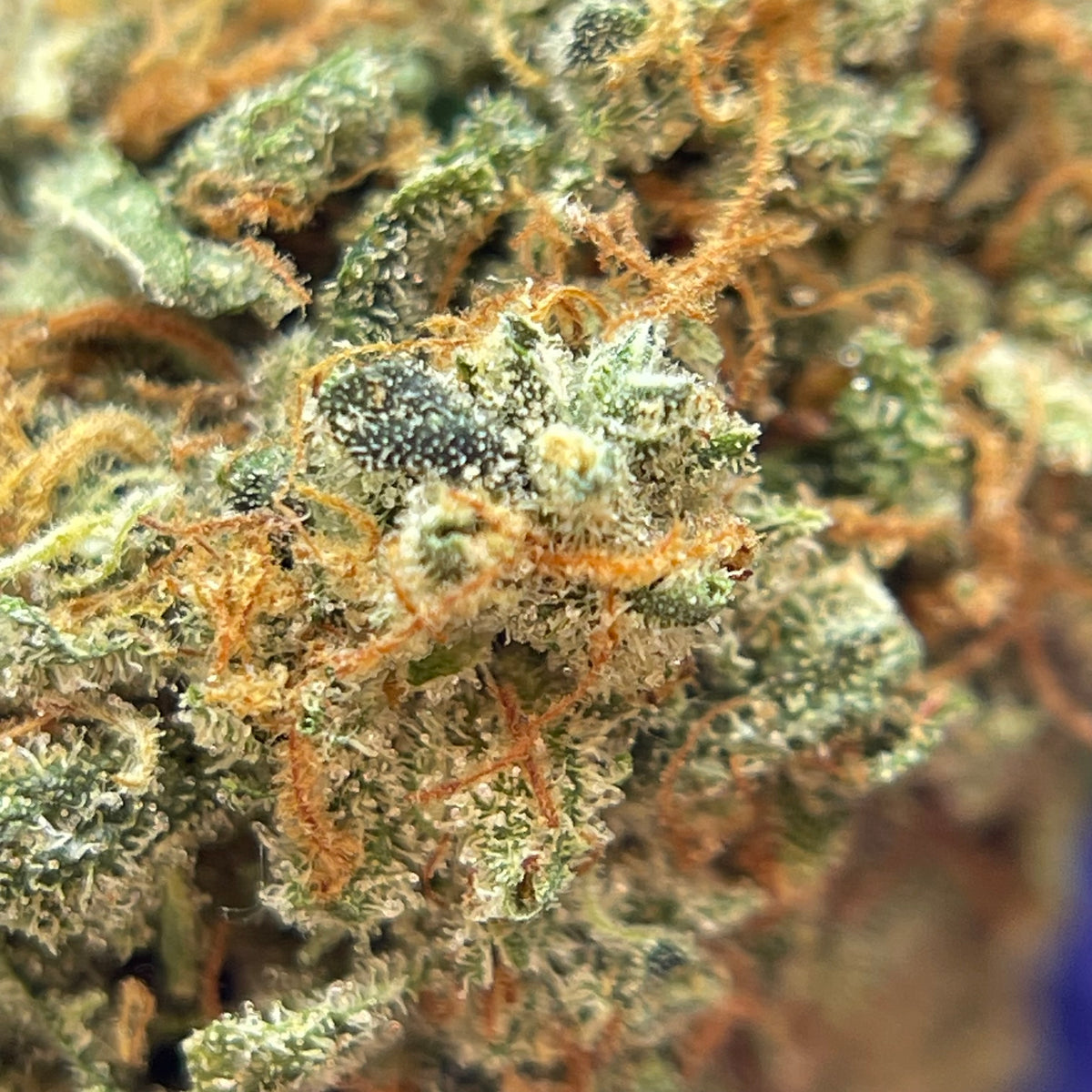 CAPTAIN CRUNCH, fleurs CBD — autre vue des fleurs