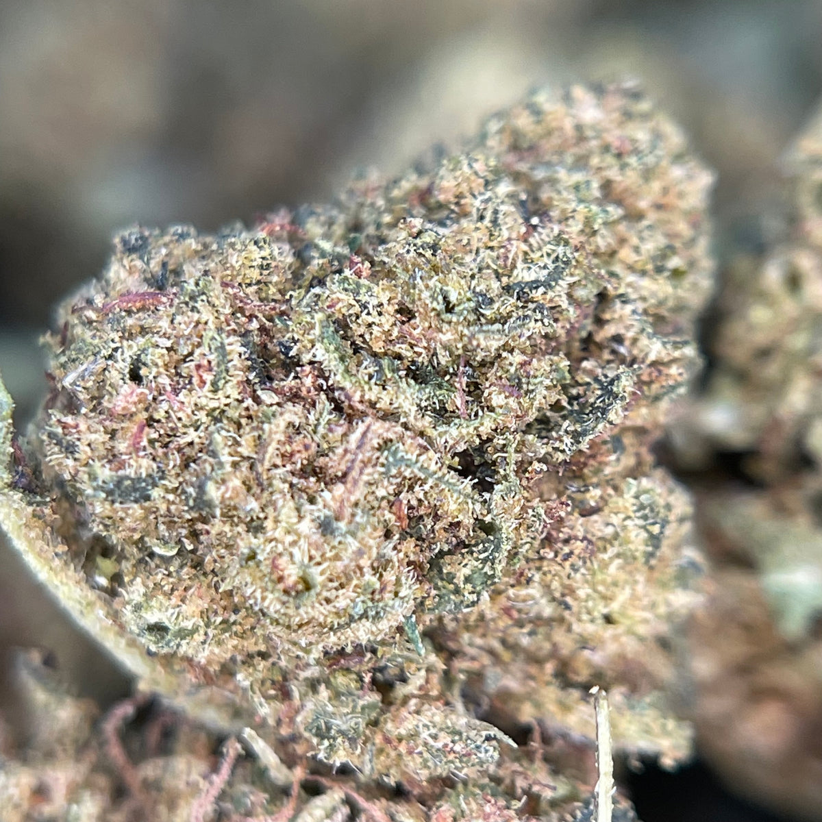 GAZ CAN, fleurs CBD — fleurs présentées en gros plan