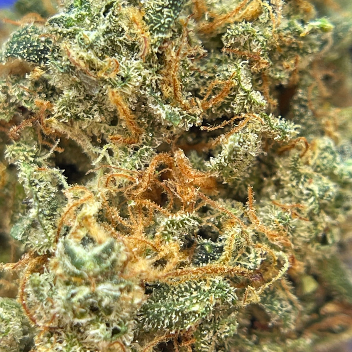 CAPTAIN CRUNCH, fleurs CBD — détail de la structure des fleurs